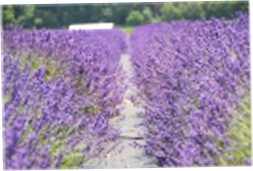 Lavender By The Bay