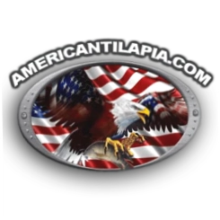 American Tilapia