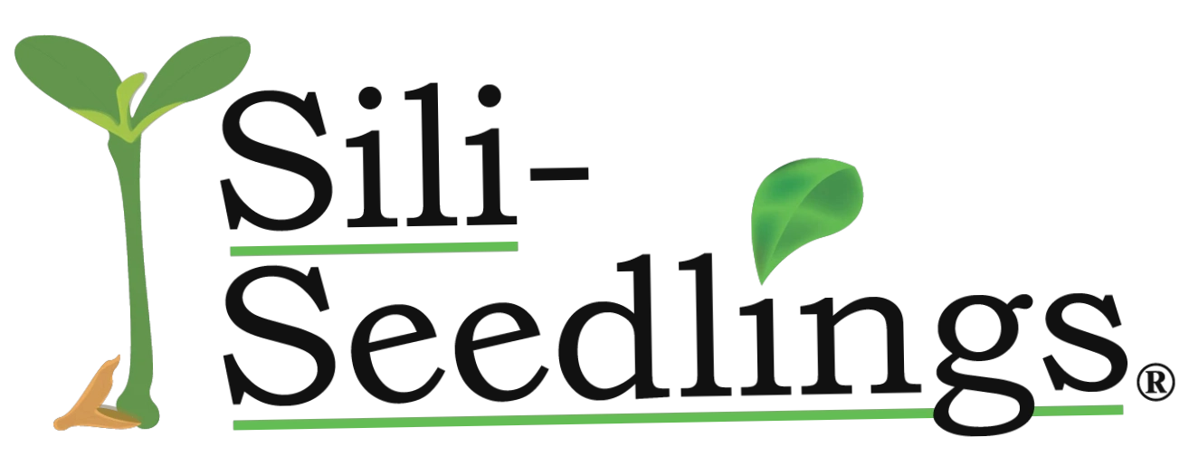 Sili Seedlings