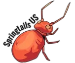 Springtails