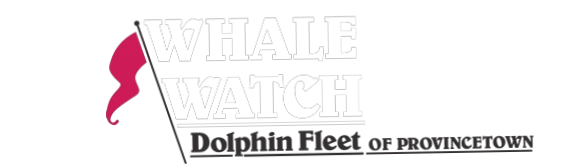 Whale Watch