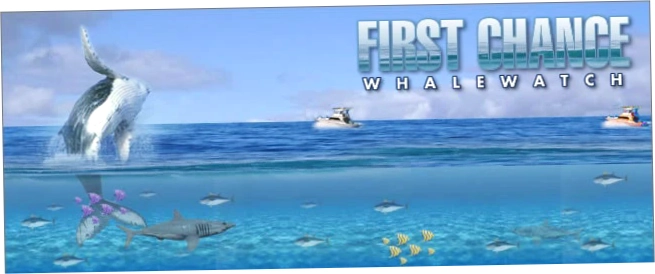 First Chance Whale Watch