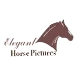 Elegant Horse Pictures