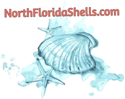 North Florida Shells