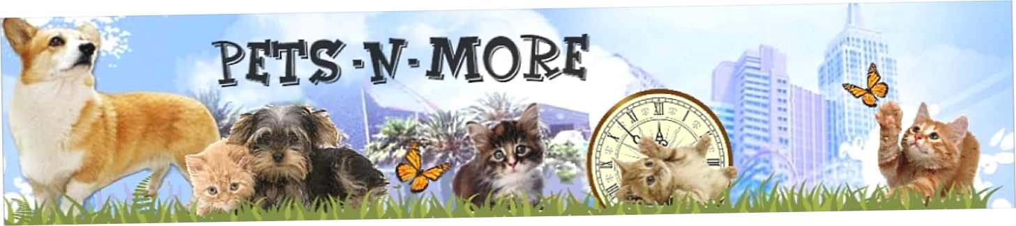 Pets N More