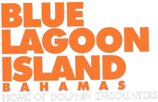 Dolphin encounters