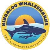 ningaloo whale sharks