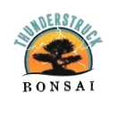 Thunderstruck Bonsai