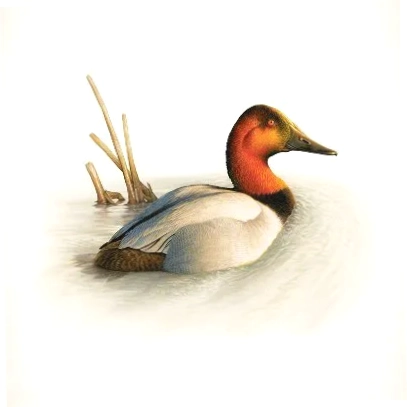 Canvasback Wine