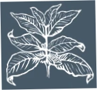 Coffee Shrub