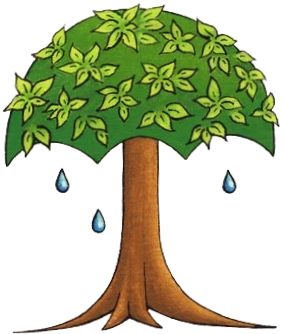 Rainforest Publications