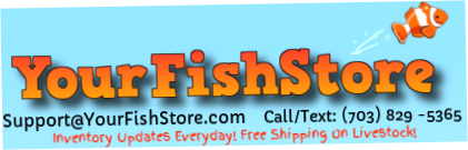 YourFishStore
