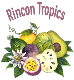 Rincon Tropics
