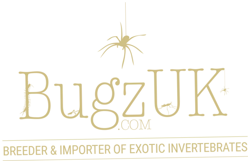 Bugzuk
