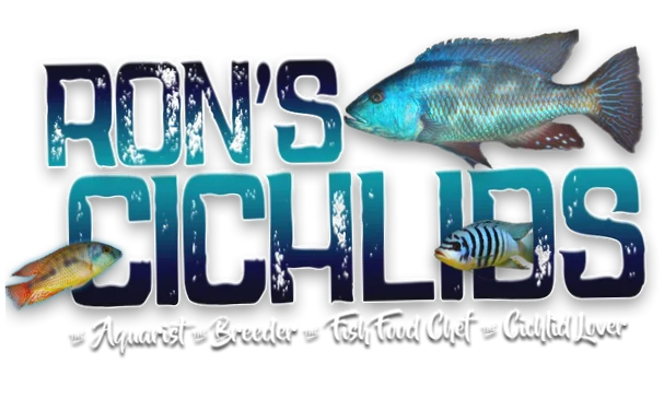 Ron's Cichlids