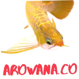 Arowana