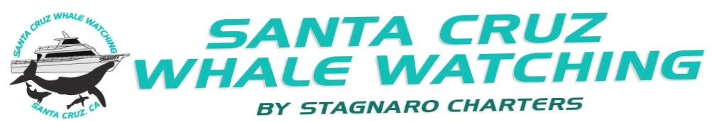 Santa Cruz Whale Watching