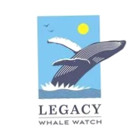 Sd Whale Watch