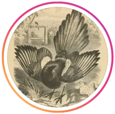 Magpie Reclamations