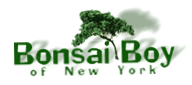 Bonsai Boy