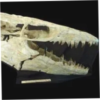 FOSSIL SHACK