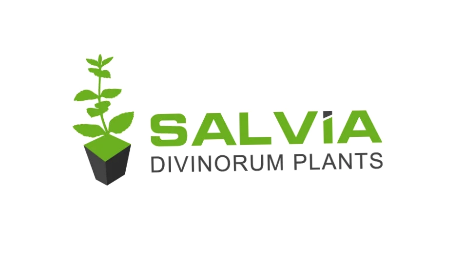Salvia Divinorum Plants