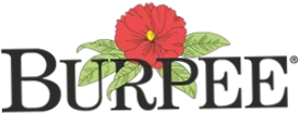 Burpee