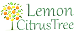 Lemon Citrus Tree