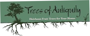 Trees of Antiquity