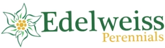 Edelweiss Perennials