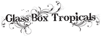 Glass Box Tropicals