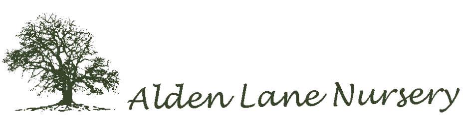 Alden Lane