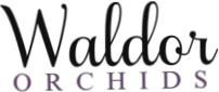 Waldor Orchids
