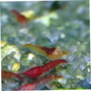 Petshrimp