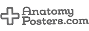 Anatomy Posters