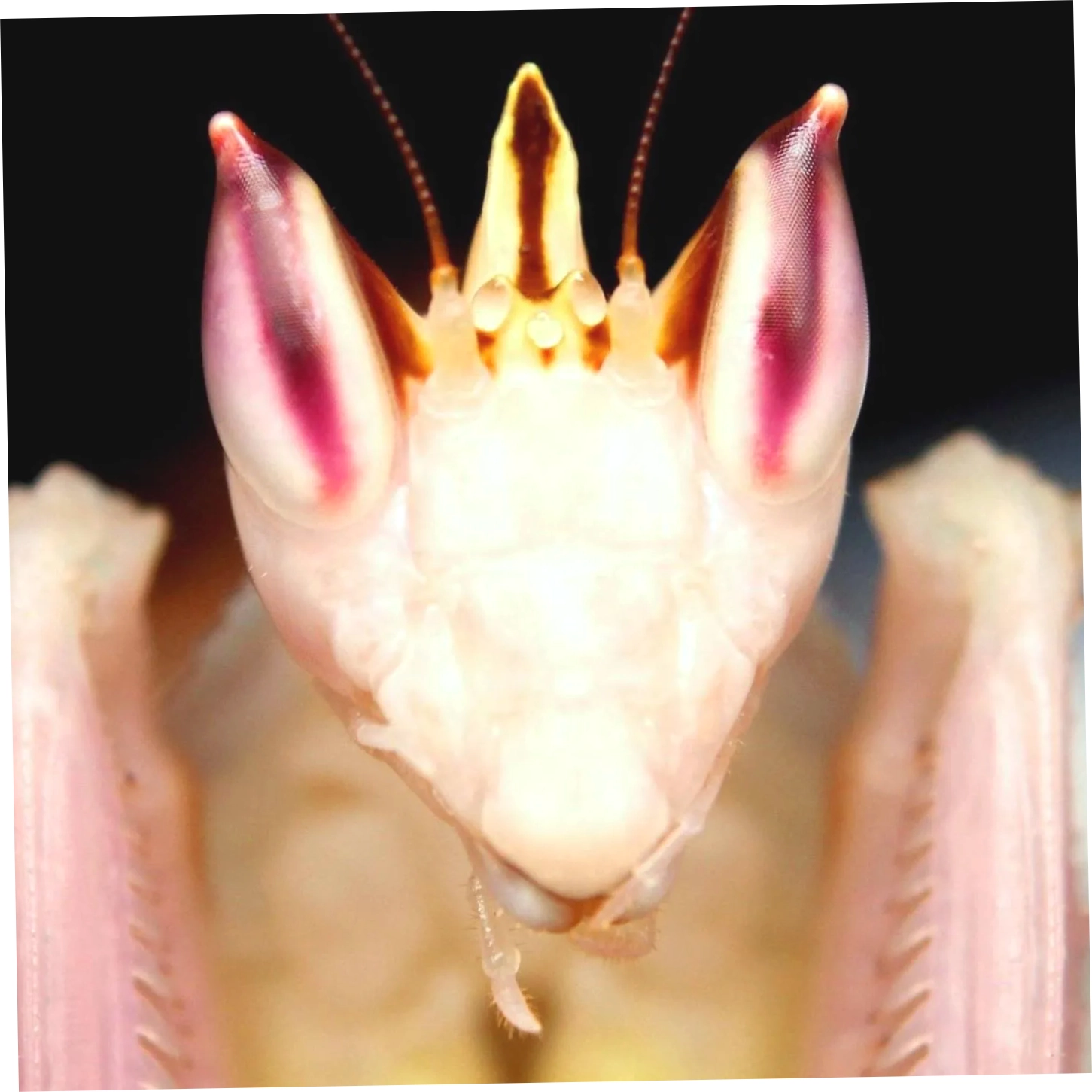 Richard's Inverts