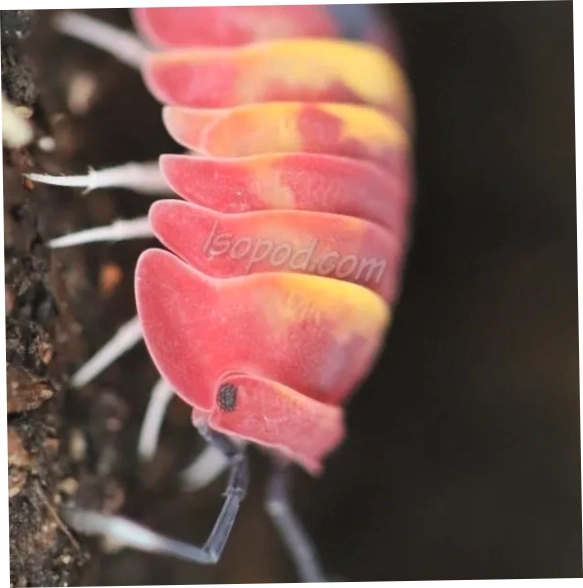 Isopod