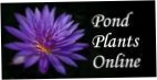 Pond Plants Online
