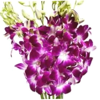 Eflower Wholesale