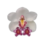 Barrita Orchids