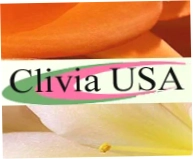 Clivia Usa