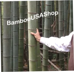 Bamboo Pieces
