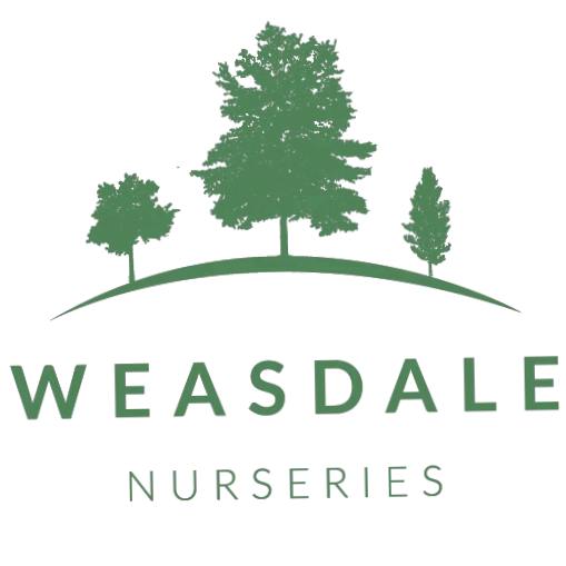Weasdale