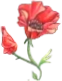 Wild Poppy Florist