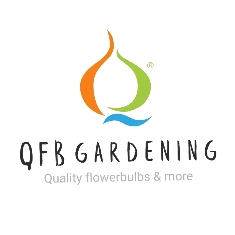 Queen Flowerbulbs