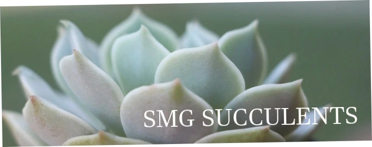 Smg Succulents