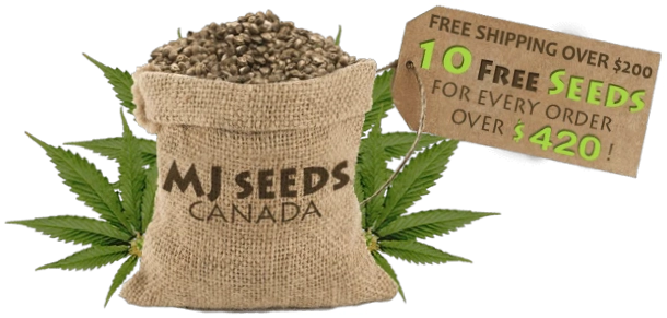 Mjseedscanada