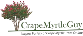 Crape Myrtle Guy
