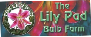 Lilypadbulbs