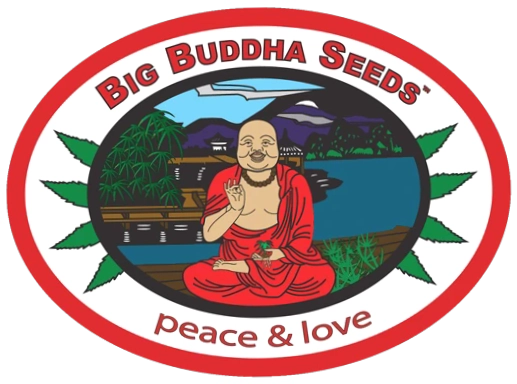 Big Buddha Seeds